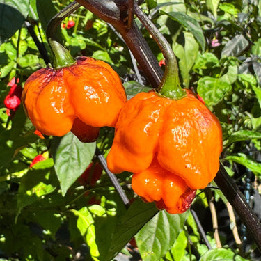 Pockmark Orange - Seeds - The Pepper Pantry (Formerly Marie Sharp's)